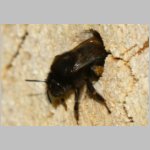 Anthophora plumipes - Pelzbiene w06b als Gast.jpg